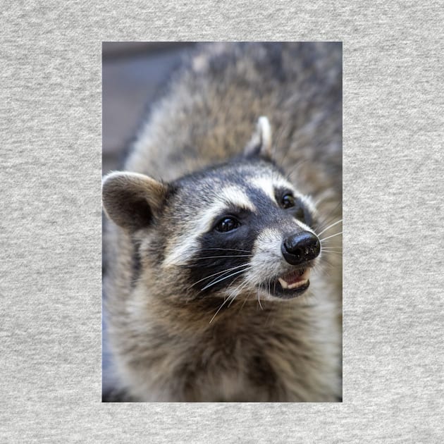 Beautiful Raccoon Print by astonishingemma